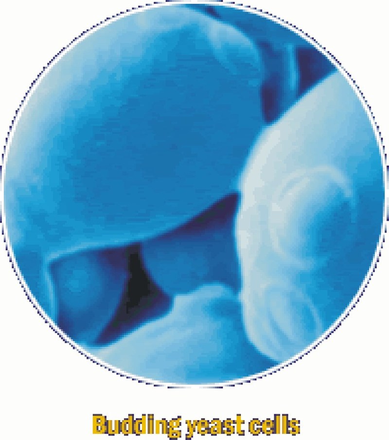 yeast2.jpg