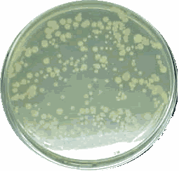 bact2.gif