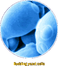 yeast2.gif
