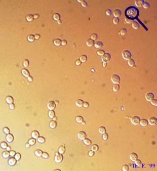 yeast3.jpg